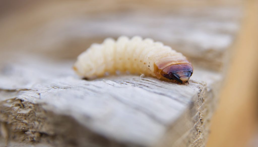 How To Repair Your Lawn From Grubs